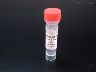 200ug/支窖蛋白（CAV1）单克隆抗体