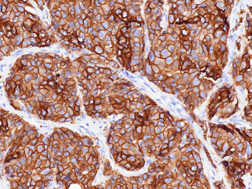 ”準(zhǔn)確的色彩還原